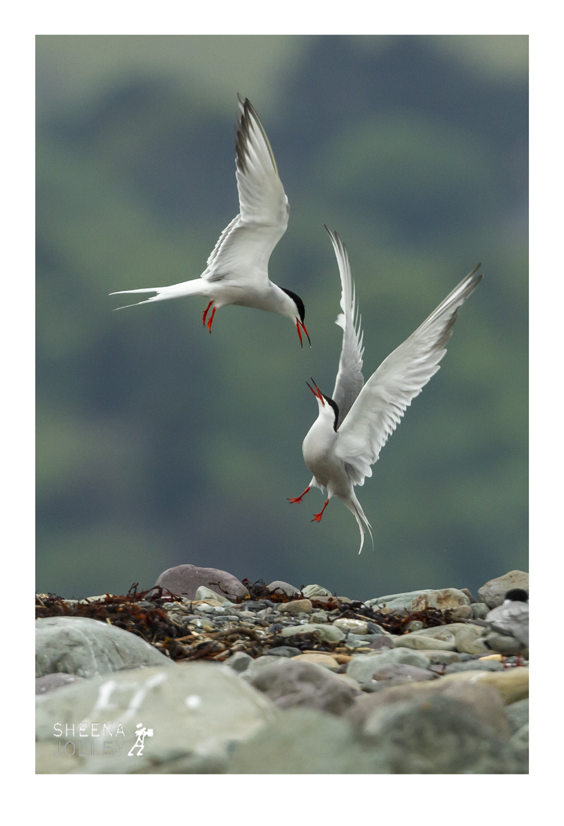 Shag seabird  scarce inland   cliff ledges  young fledglings  Inishtrahull Island  Ireland  8eggs  two chicks fledge  close contact  photograph Shags Love Too.jpg Shags Love Too.jpg Shags Love Too.jpg Shags Love Too.jpg